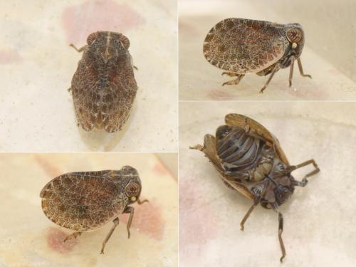 Hysteropterum dolichotum
